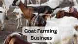 Success Story maharashtra agri graduate earn over 8 lakh rupees annually by goat farming business