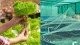 what is aquaponic farming, which saves a lot of water, hydroponics farming is done with fish farming