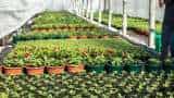 sarkari yojana bihar government providing 50 percent or rs 25000 subsidy on rooftop gardening