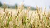 bihar government to promote sona moti tupua and bansi wheat cultivation farmers to earn more money