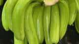 apeda exports purvanchal ghazipur banana fruits to dubai