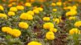 gende ki kheti bihar government giving 70 percent subsidy to farmers on Marigold Flower Cultivation
