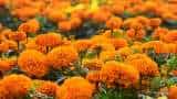 agri business idea start Marigold Flower Cultivation in september to earn more money on festive season