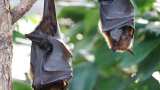 Nipah Virus India's Kerala state closes schools' banks in seven villages due to Nipah deaths know its symptoms and history