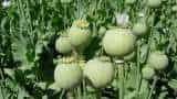 government announces Annual licensing policy for cultivation of opium poppy in Madhya Pradesh Rajasthan and Uttar Pradesh