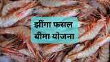 Shrimp farming modi government start Shrimp Crop Insurance scheme for farmers check details