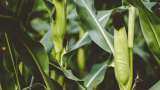 Risk of attack of fall armyworm pest increases in maize crop know the preventive measures