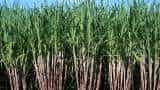 Dhanuka Agritech launches new herbicide Tizom to control weeds in sugarcane crop