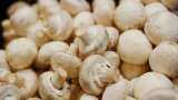 sarkari yojana farmers to get 90 percent subsidy on Mushroom Farming bihar agriculture