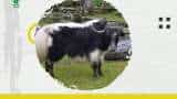First ever yak milk product Arunachal Pradesh Yak Churpi gets GI tag