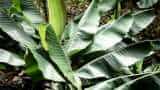 kele ki kheti Identify this disease of banana crop in time know the preventive measures