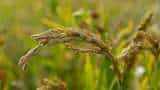 punjab farmers paddy crop to be damage due to unusual rain