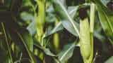 Ethanol to be made from corn its cultivation beneficial for farmers check details