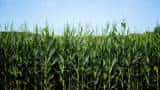 sarkari yojana bihar government to provide subsidy on hybrid maize seed