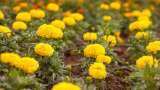 jharkhand farmers cultivate marigold for income generation