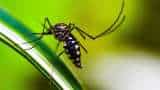 dengue cases rapidly increasing in up 1700 cases register in 24 hours know details