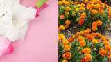 bihar government giving subsidy of 70 percent to farmers on marigold and gladiolus cultivation