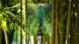 success story this man start scientific bamboo cultivation business turnover rs 25 lakh yearly