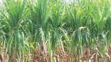 control weeds in Sugarcane Cultivation by intercropping method