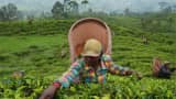 North Bengal tea industry facing crisis Says Tea Association of India