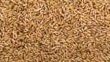 bihar government providing subsidized seed of rabi crops to farmers