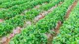 sarkari yojana Sabji Vikas Yojana Bihar government providing 75 percent subsidy on seeds to farmers