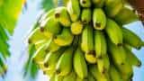 APEDA facilitates export of first trial shipment of banana to The Netherlands