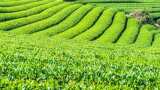 Chai Vikas Yojana bihar government giving 90 percent subsidy to farmers on tea cultivation