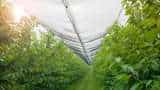 cultivate expensive vegetables in shade net house bihar govt giving 50 percent subsidy