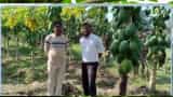 papita ki kheti Success Story bihar farmer earn in lakhs from papaya cultivation