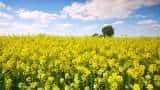 mustard cultivation farmers to control weed to get more production