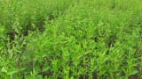 agri business idea earn more profit from sesame-cultivation check details Til Ki Kheti
