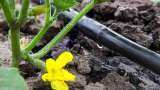 bihar government giving 80 percent subsidy on drip irrigation system to farmers