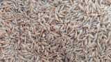 Khapli Gehun Ki Kheti start traditional wheat seed sowing khapli wheat get more money