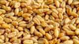 Over 48 lakh tonne wheat sold in open market sales fci