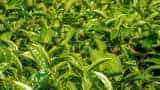Sarkari Yojana bihar govt giving 50 percent subsidy to farmers on tea cultivation