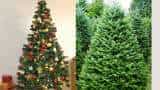 Christmas 2023 You must have seen many decorative Christmas trees but do you recognize the real Christmas tree know here