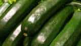 agri business idea farmers to earn more in less investment through Zucchini Farming