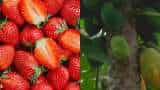 sarkari yojana bihar government giving subsidy on strawberry dragon fruit and papaya farming
