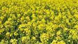 adopt these measures for protection of mustard seeds from frost
