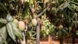 mango orchards become a source of prosperity through canopy management