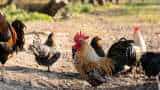 Indian poultry industry revenues to grow by 8-10 pc in FY24