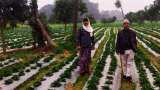 farmers to protect crops from cold wave and frost apply these tips check details