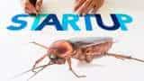 know what is cockroach startup and how startups can save their business, all you need to know