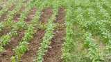 Plant Protection potato and mustard farmers protect crops from disease and pest