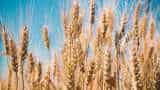 Wheat production likely to be good this year Agri Minister Arjun Munda