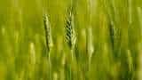 Follow these measures to prevent the disease Patti Roli in wheat crop get bumper production