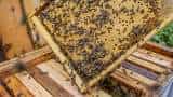 Beekeeping to increase farmers income government to give bee boxes 1500 to farmers