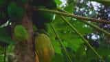 agriculture business idea farmers earn more money from papaya cultivation check details