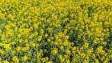 Mustard crop acreage rises 5 pc to 10 mn hectares in rabi season SEA